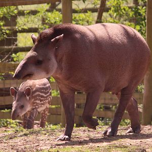 Brazilian tapir and calf, May 2013