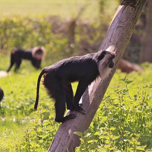 Lion-tailed macaques, May 2013
