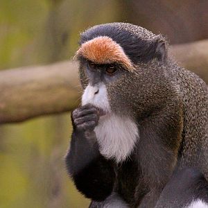 De Brazza's monkey, May 2013