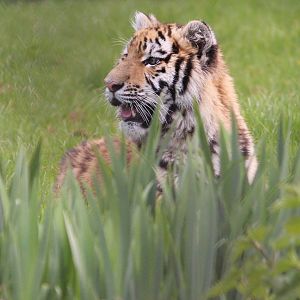 Young tiger, May 2013