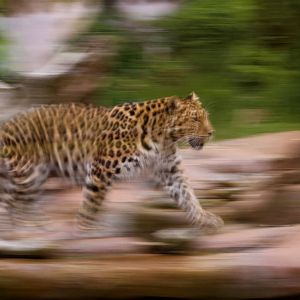 Homage to Arizona Docent, June 2013