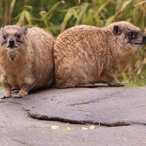 Syrian rock hyrax, June 2013
