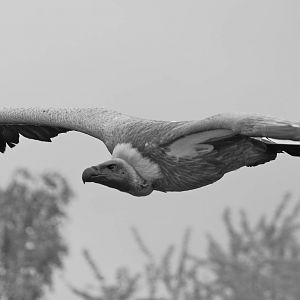 African white-backed vulture, June 2013