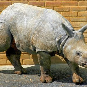 Young Indian rhinoceros; Whipsnade; 8th June 2013
