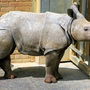 Young Indian rhinoceros; Whipsnade; 8th June 2013