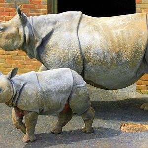 Indian rhinoceros; Whipsnade; 8th June 2013