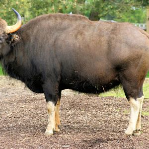 Gaur; Whipsnade; 8th June 2013