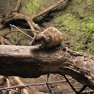 Australian water rat, June 2013