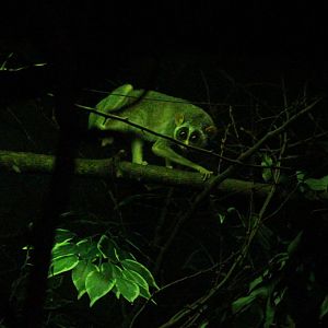 Northern slender loris, June 2013