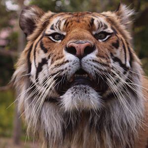 Sumatran tiger, June 2013