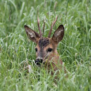 Roe deer