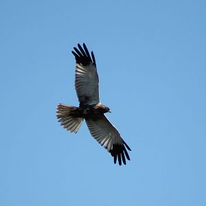 Male Marsh Harrier