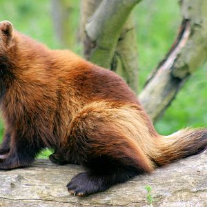 Wolverine; Whipsnade; 8th June 2013