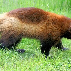 Wolverine; Whipsnade; 8th June 2013