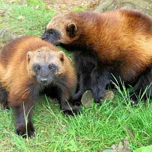 Wolverine; Whipsnade; 8th June 2013