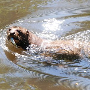 Giant Otter at the Chestnut Centre, 09/06/13