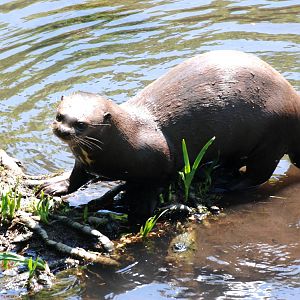 Giant Otter at the Chestnut Centre, 09/06/13