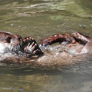 European Otter at the Chestnut Centre, 09/06/13