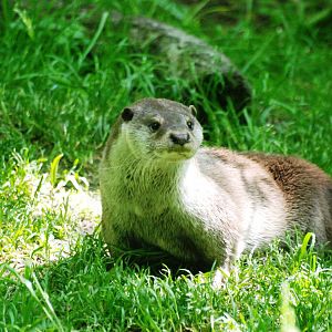 European Otter at the Chestnut Centre, 09/06/13