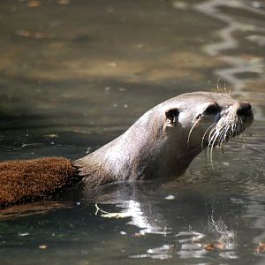 Canadian (American River) Otter at the Chestnut Centre, 09/06/13