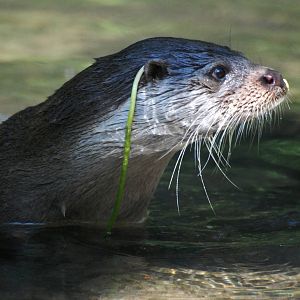 Canadian (American River) Otter at the Chestnut Centre, 09/06/13