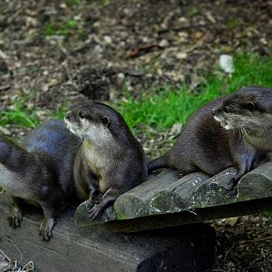 Asian Short-clawed Otters at the Chestnut Centre, 09/06/13