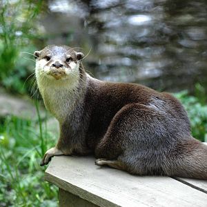 Asian Short-clawed Otter at the Chestnut Centre, 09/06/13