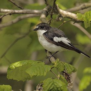 Pied flycatcher