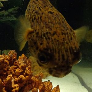 Balloonfish in Venomous Fish Exhibit