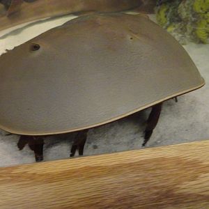 Horseshoe Crab in Bamboo Shark Exhibit