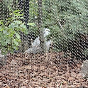 New Snowy Owl Hiding