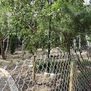 Grizzly Ridge Construction  2013.06.09 (Coyote Exhibit)