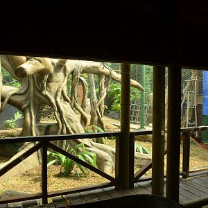 Wooly monkey exhibit