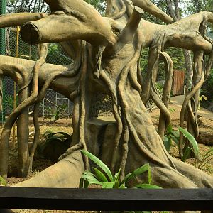 Wooly monkey exhibit