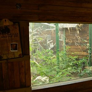 Pygmy marmoset exhibit with sign