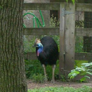 Cassowary