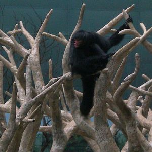 Esmeralda the only red faced spider monkey in the US