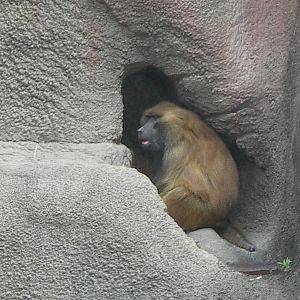 Guinea Baboon