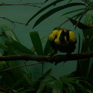 Red Bird of Paradise