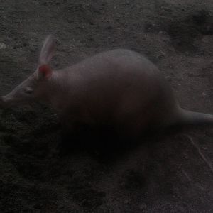Aardvark