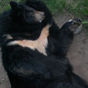 Asiatic Black Bear