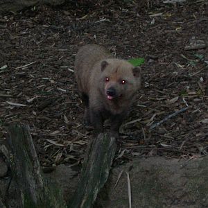 Bush Dog