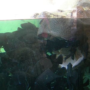 Hippo getting her mouth clean