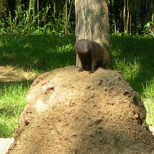 Dwarf Mongoose