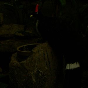 Horned Guan