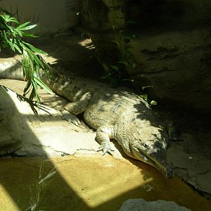 False Gharial