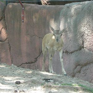Baby Transcaspian Urial