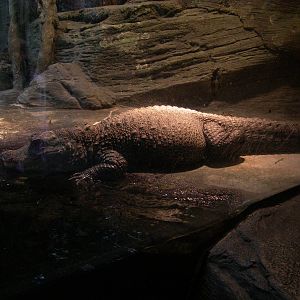 Dwarf Crocodile