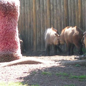 Baby Takins headbutting