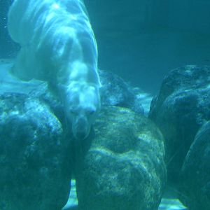 Polar bear swimming underwater